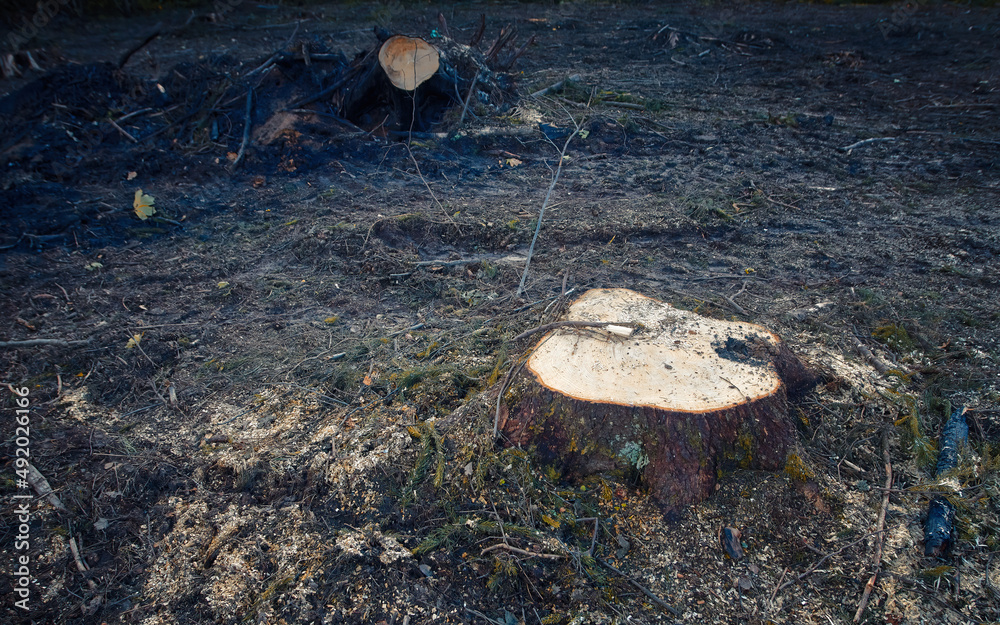 Wall mural tree stump, deforestation background, environmental damage. wood cutting, destruction of green ecosy