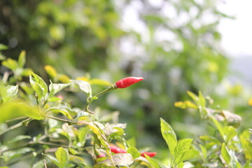 Red chili peppers hanging on the tree