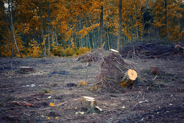 Tree stump in forest, deforestation, tree removal, enviromental damage. Wood devastation, destruction of green ecosystem. Cutting trees, disease of trees.