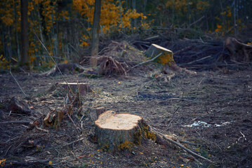 Tree stump in forest, deforestation, tree removal, enviromental damage. Wood devastation, destruction of green ecosystem. Cutting trees, disease of trees