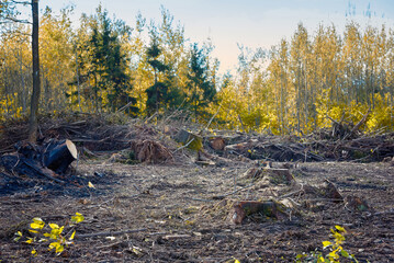 Tree stump, deforestation background, environmental damage. Wood cutting, destruction of green ecosystem. Cutting trees, disease of trees