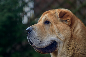 Outdoor portrait of a chow dog
