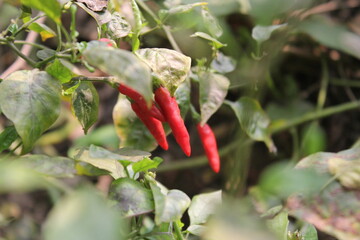 Bunch of red chili peppers hanging on tree 