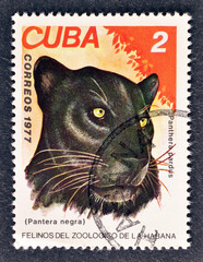 cancelled postage stamp printed by Cuba, that shows Panthera negra, circa 1977.