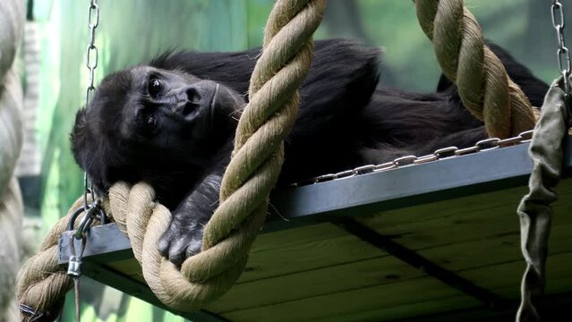 the gorilla monkey is lying on a hanging shelf and attentively follows the movement with his eyes