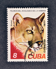 cancelled postage stamp printed by Cuba, that shows Cougar (Felis concolor), circa 1977.