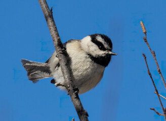 Mountain Chickadee
