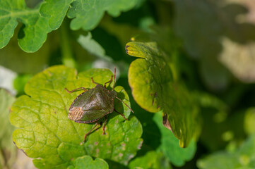 Palomena prasina - Green shield bug - Punaise verte