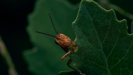 Details of an orange grasshopper on some green leaves of plants