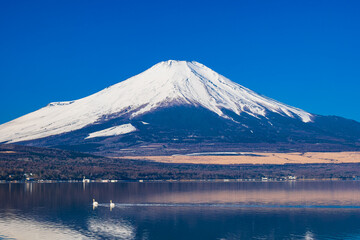 逆さ富士と白鳥　山中湖