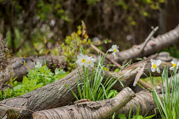 Narcissus - Yellow daffodil in the garden