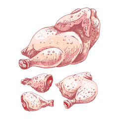chicken meat natural chicken meat, hand-drawing, graphic image of chicken parts, chicken carcass, drumstick, thigh, food items isolated, natural