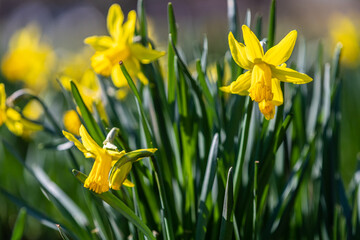 Obraz premium Blooming bulb of a Daffodil or Narcissus flower against announcing the spring season and the end of winter with a bride yellow colour and a bokeh background.