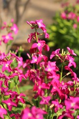 pink flowers in the garden