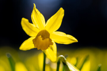 Obraz premium Blooming bulb of a Daffodil or Narcissus flower against announcing the spring season and the end of winter with a bride yellow colour and a bokeh background.