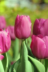 Fototapeta premium tulips in the garden