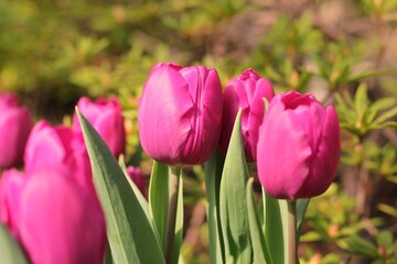 pink tulips in the garden