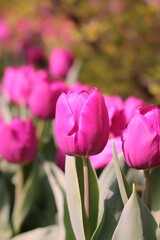 Fototapeta premium pink tulips in the garden
