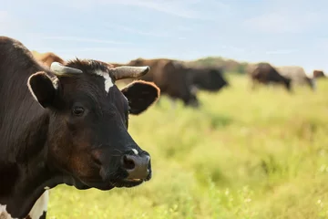Foto op Plexiglas Black and white cow grazing on green pasture, closeup © Pixel-Shot