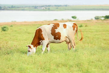 Naklejka na ściany i meble Brindled cow grazing on green pasture