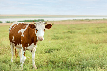 Fototapeta na wymiar Brindled cow grazing on green pasture