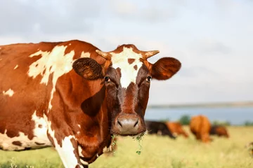 Gordijnen Brown and white cow grazing on pasture, closeup © Pixel-Shot