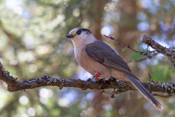 Canada Jay or Gray Jay (Perisoreus canadensis) perched on branch in Algonquin Provincial Park, Canada in autumn