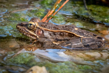 Profile view of a Southern Leopard Frog (Rana sphenocephala) resting in shallow water. Raleigh, North Carolina.