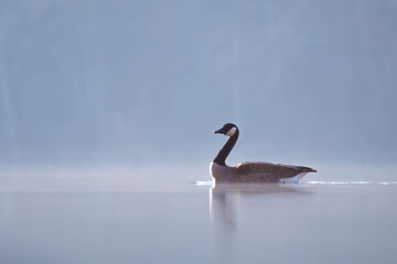 A serene setting upon a foggy lake as a Canada Goose peacefully drifts by. Lake Benson Park,...
