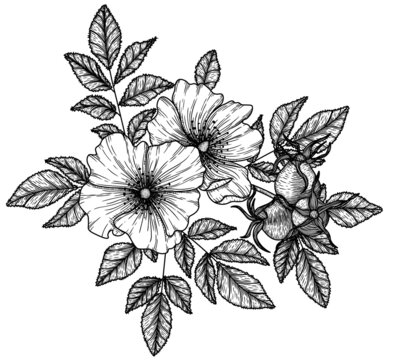 Vector graphic linear illustration of a flower, leaves and berries of wild rose on a branch in the style of engraving