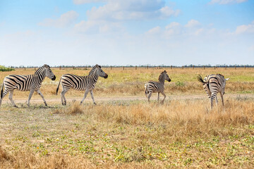 Fototapeta na wymiar Beautiful zebras in wildlife sanctuary
