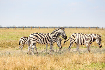 Obraz na płótnie Canvas Beautiful zebras in wildlife sanctuary