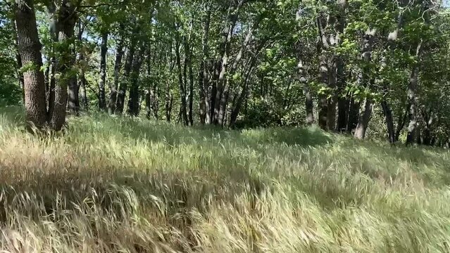 high winds blowing through tall grass and trees with sunlight and shadows
