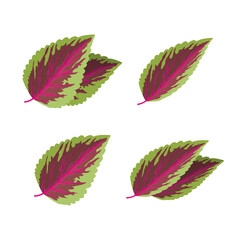 Perilla Frutescens purple green spice herb leafs vector illustration