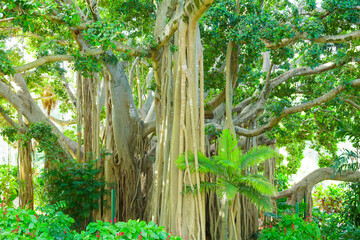 Atemberaubender Baum im Park in Brisbane 