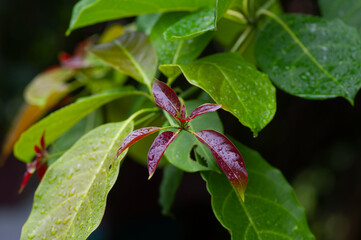 Joho plant (Terminalia bellirica) young leaves known as Bahera or Beleric, green plant with ith a strong offensive smell flowers