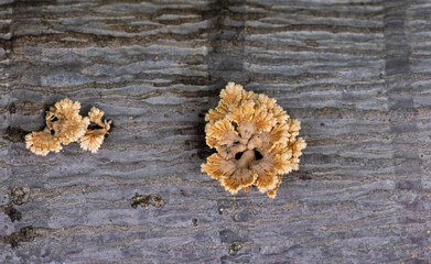 White and brown mushroom on dry tree bark