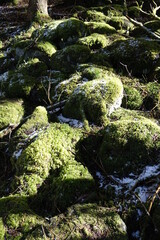 Mossy rocks in dark forest under the winter sun, concept: spring, melting, new life, seasons, harmony (vertical), Rabenscheid, Hessia, Germany