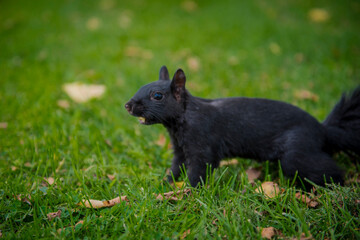 black squirrel Ottawa 