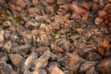 green plant among the rocks , never give up 