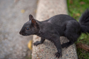 black squirrel Ottawa 