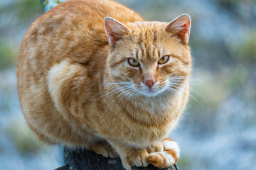 Curious orange cat 