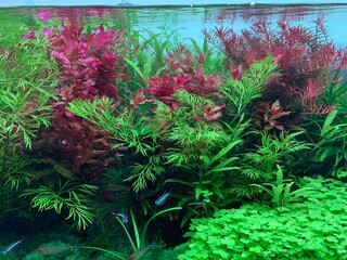 planted fresh water aquarium 