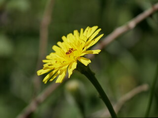 Plants and flowers