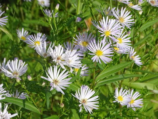 white daisies in the garden