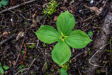 Pile of herb paris true lovers knot in nature