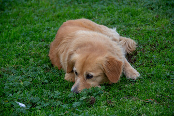 golden retriever is lying ot the grass