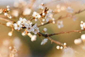 Blooming flowers on branch of European 'Prunus domestica' fruit tree - obrazy, fototapety, plakaty