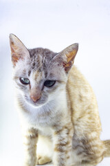 gray striped cat is sitting with sad eyes and a listless face on an isolated white background.  domestic cat behavior.