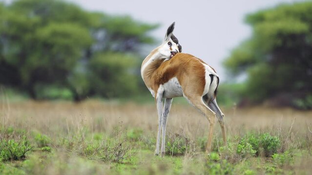 Springbok Antelope Grooming Itself In Central Kalahari Game Reserve, Botswana - wide shot